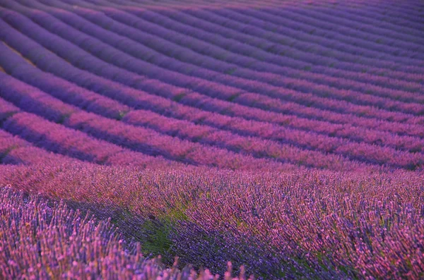 Stock image Lavender field 04