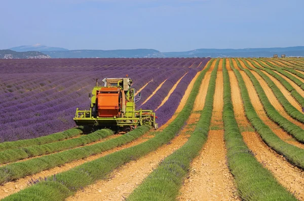 Урожай lavender сфера 04 — стокове фото