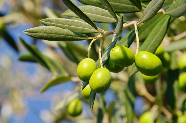 D'olive 44 — Photo