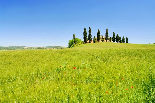 Cypress trees on the field — Stock Photo, Image