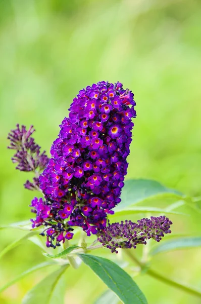 Butterfly bush 02 — Stock Photo, Image
