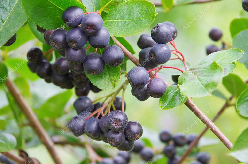 苦莓01– 图库图片