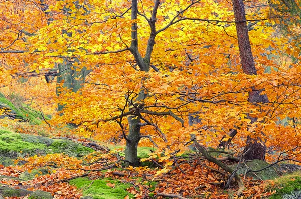 Beech forest in fall 29 — Stock Photo, Image