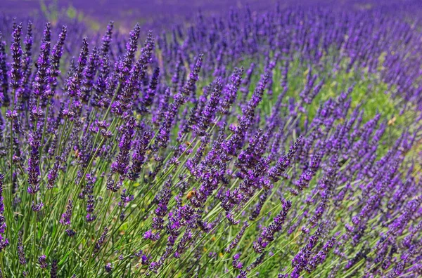 Lavendelfeld - Levandulová pole 05 — Stock fotografie