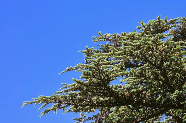 삼나무 18 — 스톡 사진