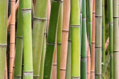 Bamboo 45 clipart