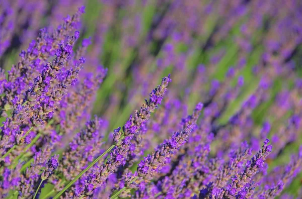 Lavendel 66 — Stockfoto