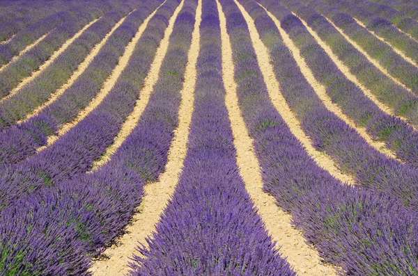 Lavender field 08 — Stock Photo, Image