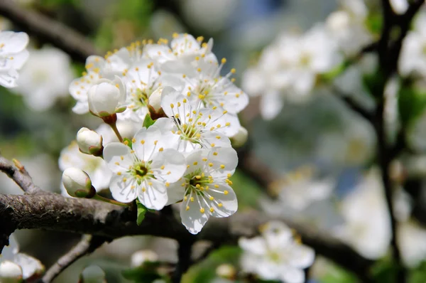 Plum blossom 03 — Stock Photo, Image