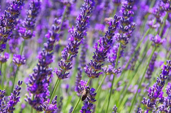 Lavender 65 — Stock Photo, Image