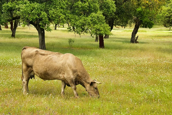 Vaca 54 — Fotografia de Stock