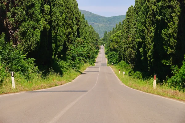 从意大利 02 时间最长的柏树大道 — 图库照片