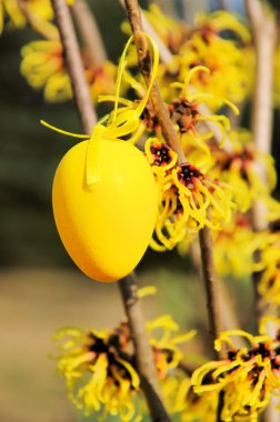 Paskalya zamanı 05 de hamamelis funda