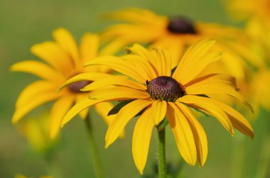 Black-eyed Susan 13 clipart