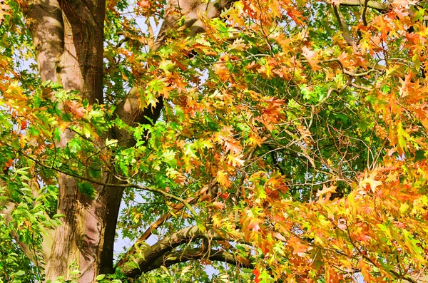 Oak leaf cluster 11 — Stockfoto