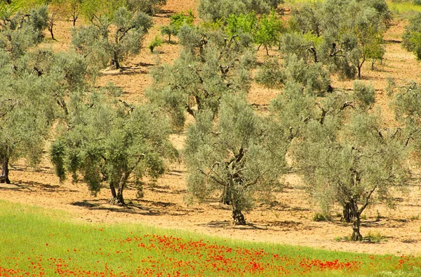 Drzewo oliwne 57 — Zdjęcie stockowe