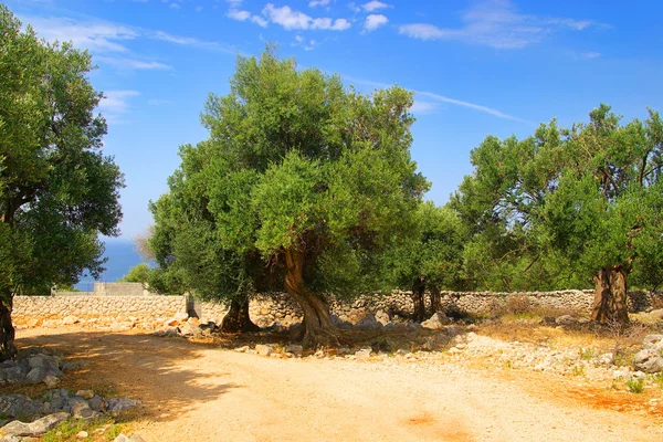 Olive tree trunk 09 — Stock Photo, Image