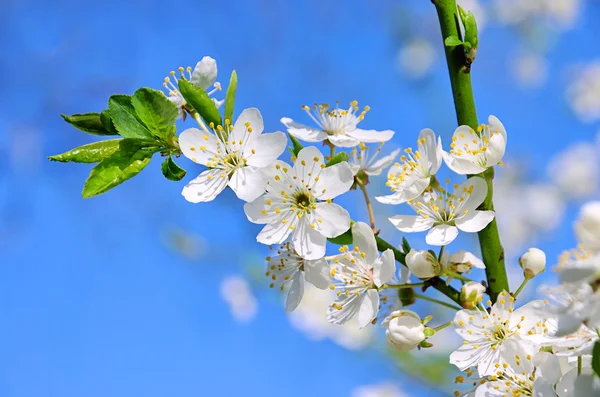 stock image Plum blossom 75