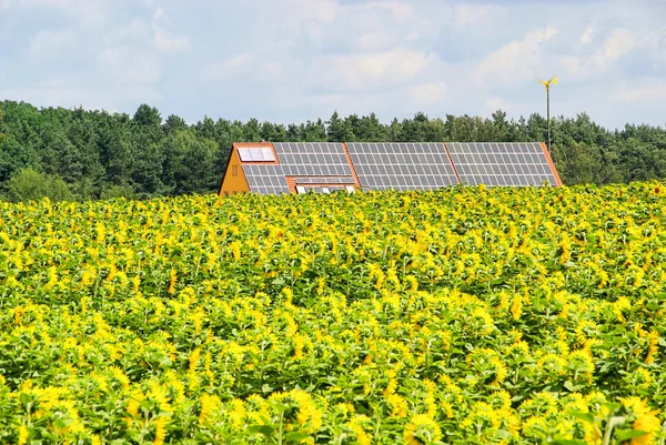 Campo de girasol y planta solar 02 — Foto de Stock