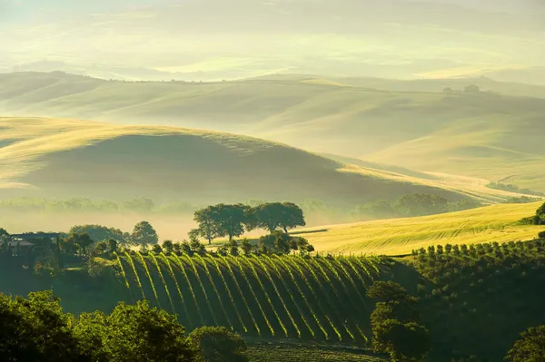 Toscana hills 38 — Stockfoto