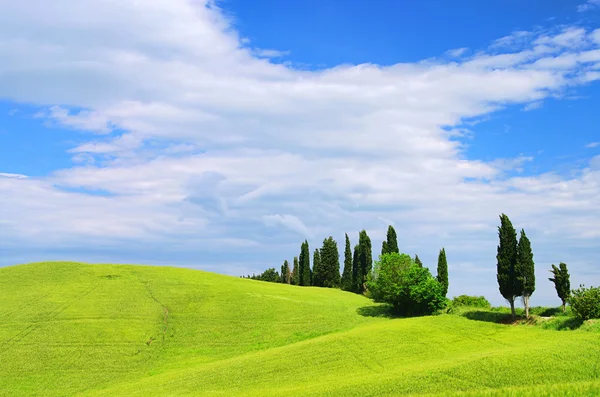 Třída Cypress v Toskánsku, Itálie — Stock fotografie