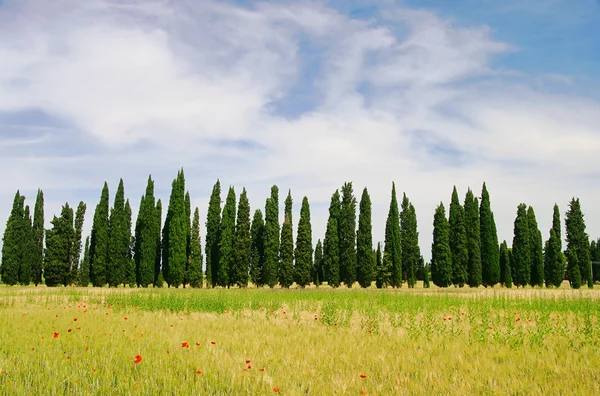 Avenida Cypress na Toscana, Itália — Fotografia de Stock