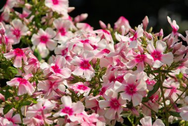 Phlox 02