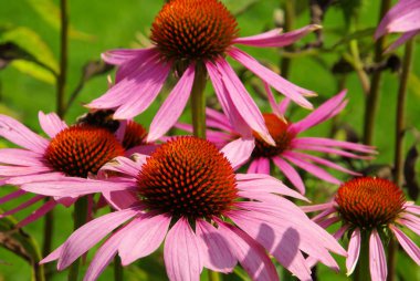 Mor coneflower 37