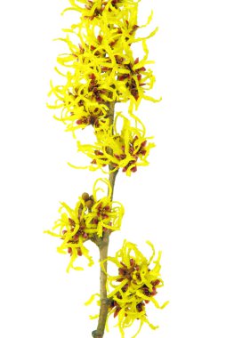 Hamamelis 02 izole