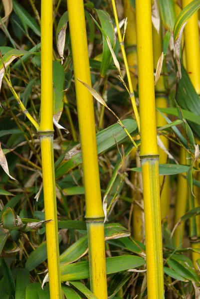 Bambusz 22 — Stock Fotó