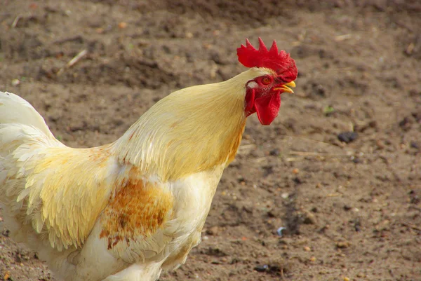 닭고기 18 — 스톡 사진