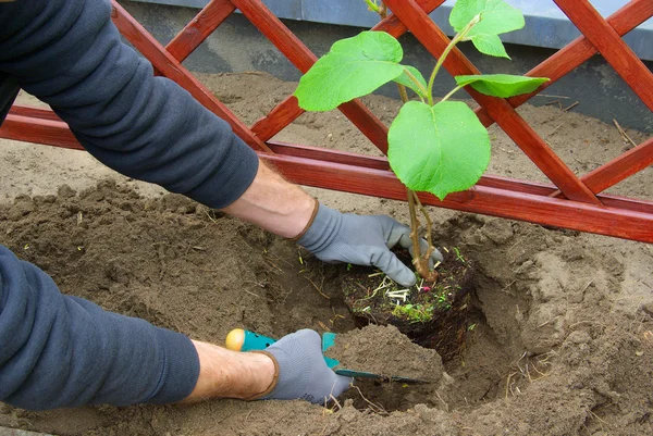 Planting a kiwi plant 01 — Stock Photo, Image