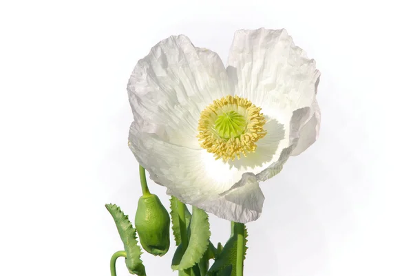 Poppy 14 — Stok fotoğraf