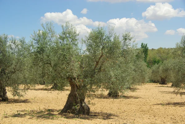 Оливковая роща 13 — стоковое фото