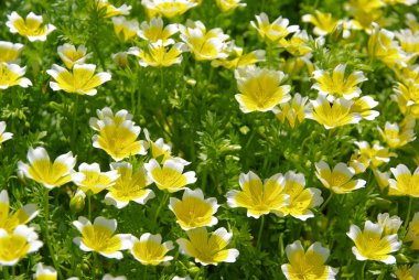 Poached egg plant 07 clipart