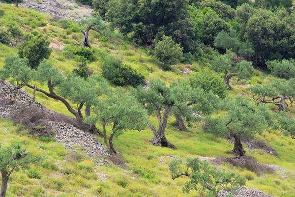 Olivový háj 20 — Stock fotografie