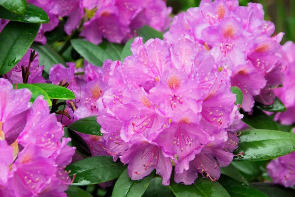 Rhododendron 12 — Stockfoto