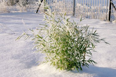 Bamboo in snow 04 clipart