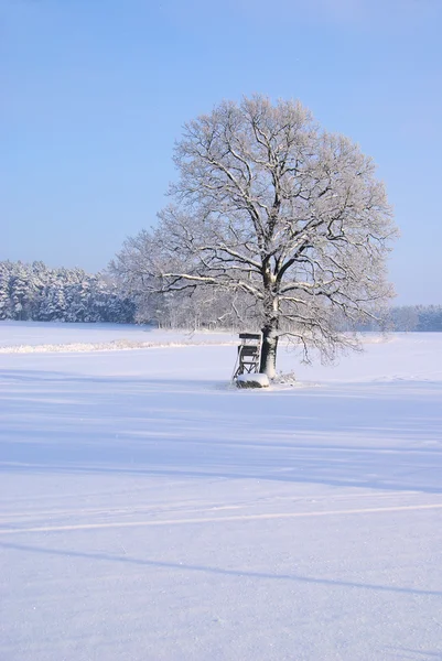 Δέντρο χειμώνα 05 — Φωτογραφία Αρχείου
