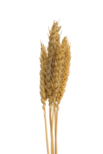 Wheat 02 — Stock Photo, Image