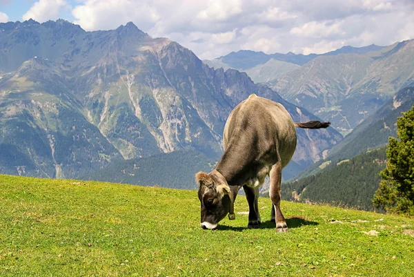 Vaca Alp 18 — Fotografia de Stock