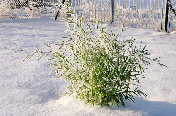 Bamboe in sneeuw 04 — Stockfoto