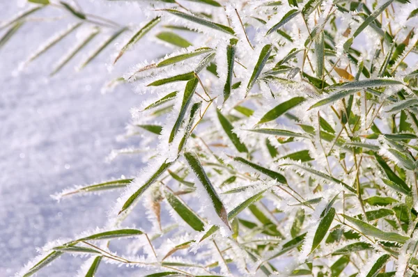 Бамбук в снегу 05 — стоковое фото