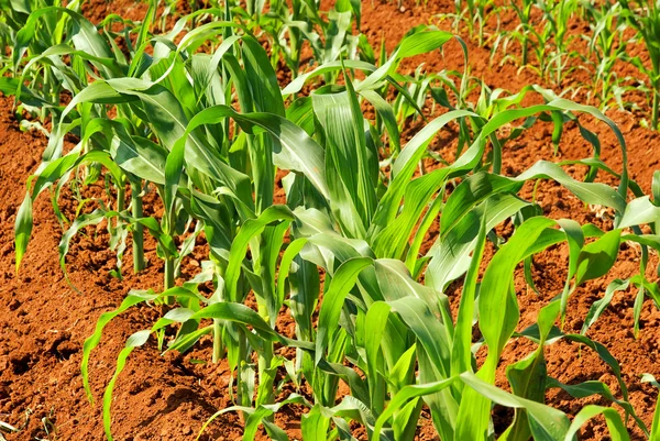 Corn field 01 — Stock Photo, Image