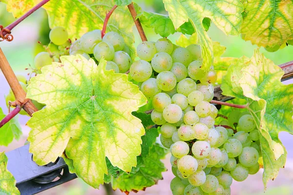 Grape white 10 — Stock Photo, Image