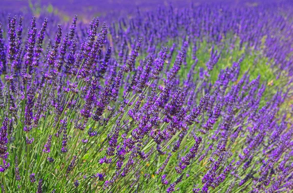 Lavendel 64 — Stockfoto