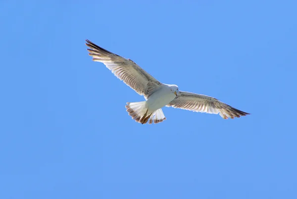 Gull flying 03 — Stock Photo, Image