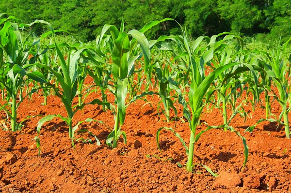 Corn field 06 — Stock Photo, Image