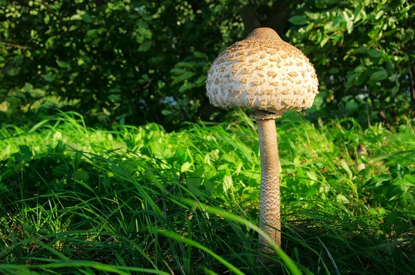 Parasol mushroom 11 — Stock Photo, Image