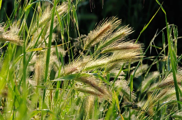 stock image Rye field 08